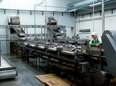 Fish processing conveyor KP
